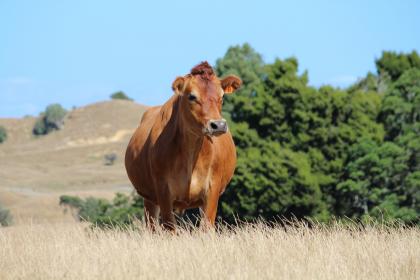 释义作答:春雨和风湿画屏，初夏荷花别样红猜打一最佳生肖谜底,答案揭晓解析