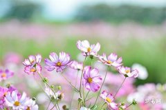 海市蜃楼，尽是幻化。不如休去早还家打猜最佳一个准确生肖|,谜语经典答案解释