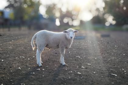 成语甄选作答：四面春风同路来,心有灵犀一点通指打一最佳精准生肖，词语释义解析