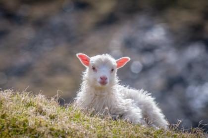 精选谜底作答:一分神似二分同,迷迷糊糊绕其中猜解一最佳精准生肖，全面释义独家解密!