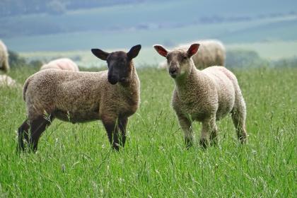 “素衣轻拂,圆球手持,细雨斜风晚更多,木瓶阵列,轻力拍打,山头兰若石楠春”代表哪个最佳生肖解释
