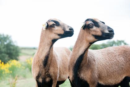 “水门红蜡一行斜  ”猜打一个最佳准确生肖正确|是指代表什么生肖|甄选释义词语解一释义谜底分析解释