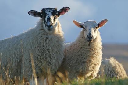 甄选释义成语：“坐观成败 ”猜打一个最佳正确生肖准确|是指代表什么生肖|解一释义谜底详情分析解答