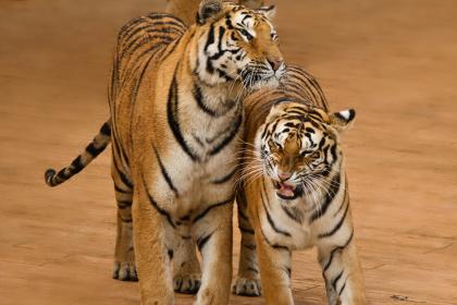 “坐观成败”猜打一个最佳精准生肖正确|是指代表什么生肖|解一释义谜底详情分析解释