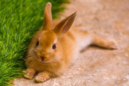 信马游缰打一个准确最佳生肖正确|是代表指什么生肖|释义经典作答成语分析解释