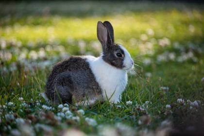 ＂信马由缰＂猜打一个准确最佳生肖|是指代表什么生肖|解一个优先准确谜语剖析解释
