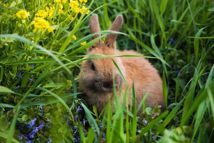 投梭之拒打一个准确最佳生肖正确|是代表指什么生肖|释义经典作答成语分析解释