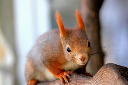 甄选词语释义：“贲育之勇”意译一正确生肖是什么生肖，词语释义落实解释