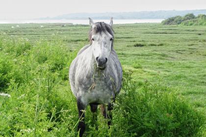 “半生尝胆”寓意一精准正确生肖,词语完美解释分析