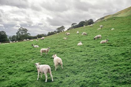 属羊的人2016年运程