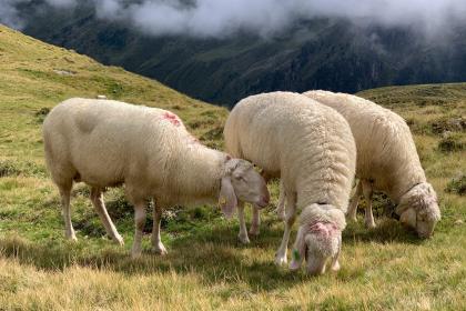 属羊在交往中有着怎样的“洁癖”倾向