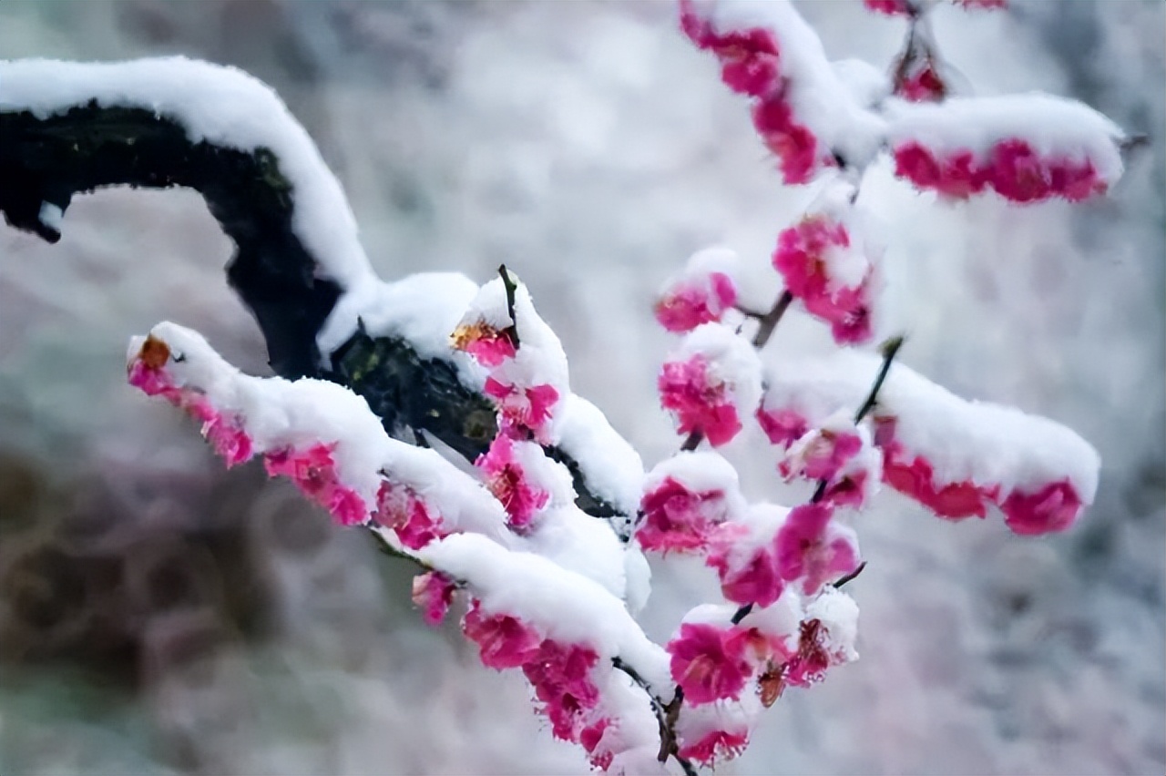 傲雪寒梅,在寒风中翩翩起舞，冰心玉骨……