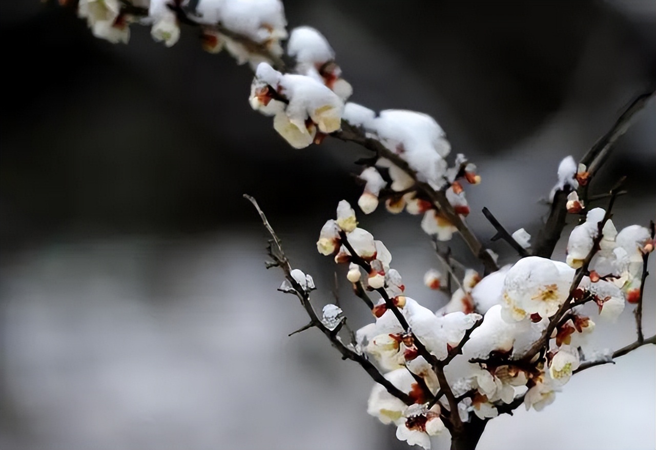梅花，是最超凡脱俗的花