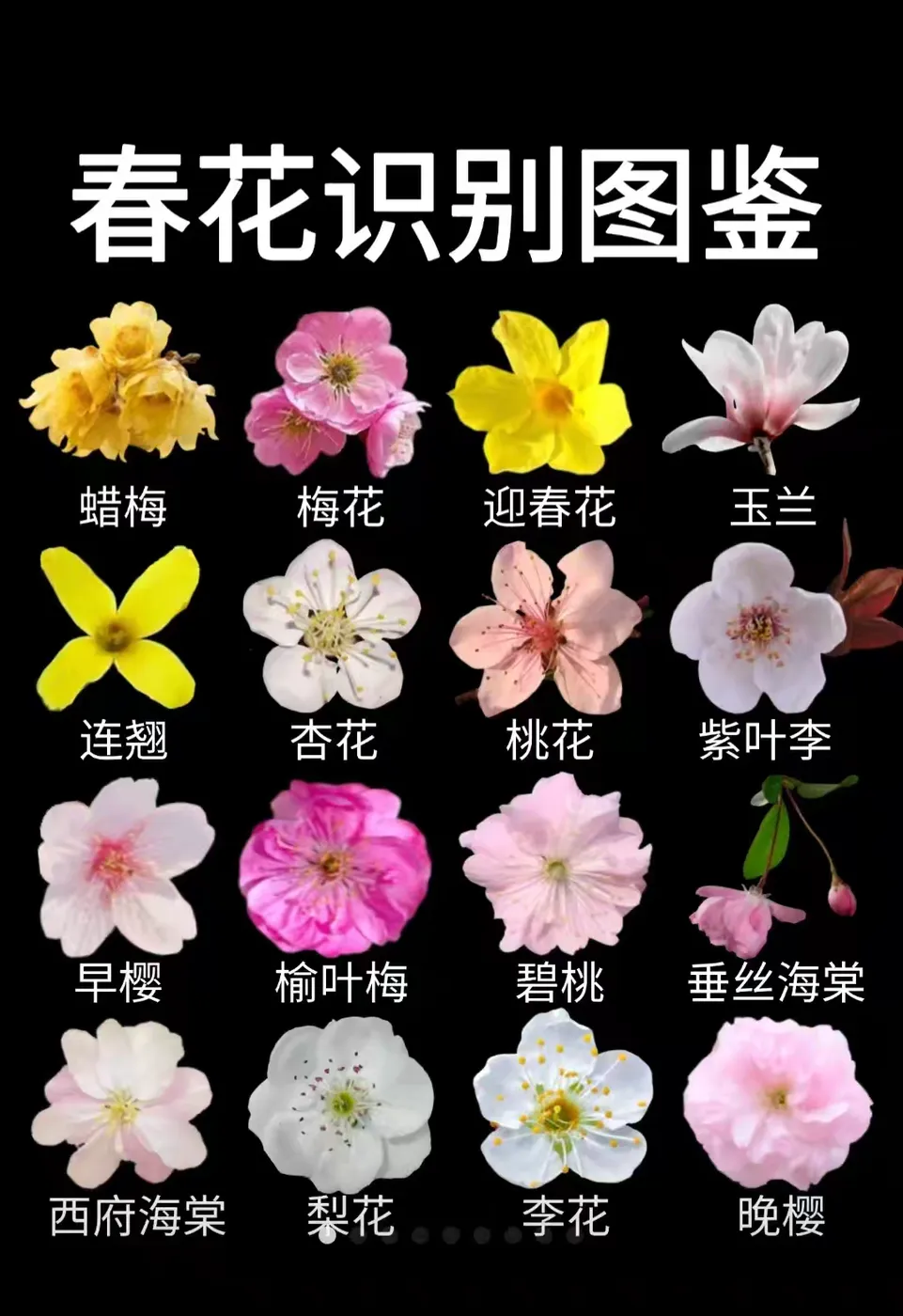 春花识别图鉴，涵盖 12 种最常见春季开花植物