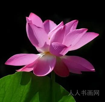 生态摄影师曹发来荷花摄影欣赏