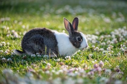 甄选成语释义：“昼耕夜诵”猜打一个最佳准确生肖正确|是指代表什么生肖|解一释义谜底分析解释