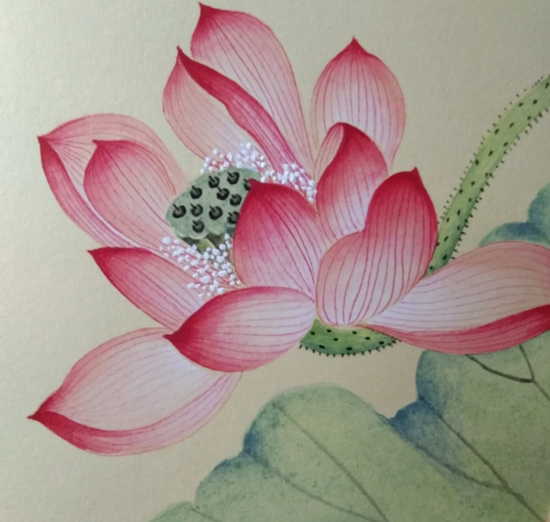 一组盛开的荷花，太美啦！美到受不了！